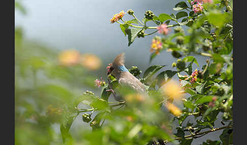 Blaunacken-Mausvogel (Urocolius macrourus)