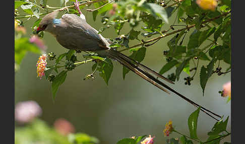 Blaunacken-Mausvogel (Urocolius macrourus)