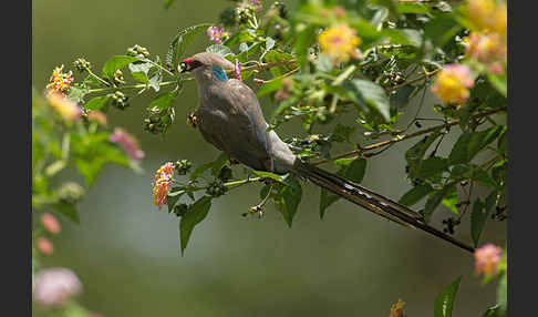 Blaunacken-Mausvogel (Urocolius macrourus)