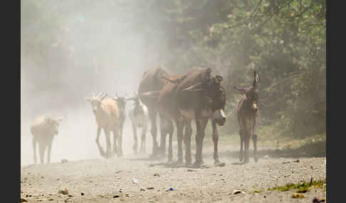 Hausesel (Equus asinus)