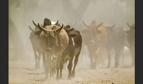 Zebu (Bos primigenius indicus)