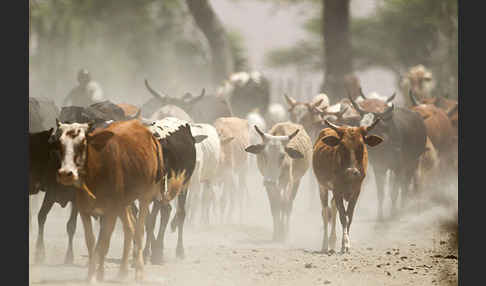 Zebu (Bos primigenius indicus)