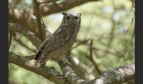 Grauuhu (Bubo cinerascens)