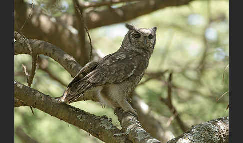 Grauuhu (Bubo cinerascens)