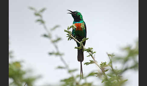 Glanznektarvogel (Cinnyris habessinicus)