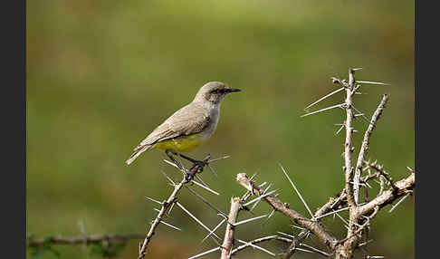 Gelbbauch-Eremomela (Eremomela icteropygialis)