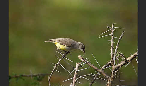 Gelbbauch-Eremomela (Eremomela icteropygialis)