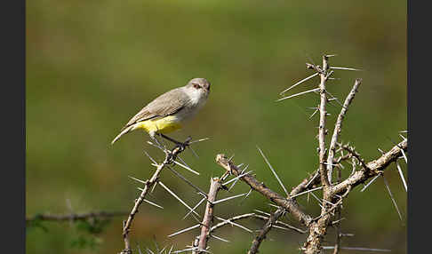 Gelbbauch-Eremomela (Eremomela icteropygialis)