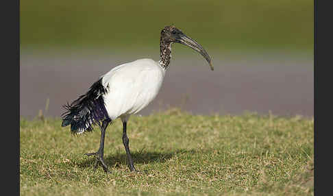 Heiliger Ibis (Threskiornis aethiopicus)