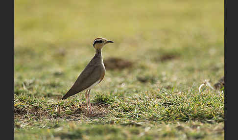 Temminckrennvogel (Cursorius temminckii)