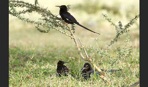 Schwarzschnabel-Baumhopf (Phoeniculus somaliensis)