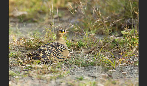 Buschflughuhn (Pterocles quadricinctus)