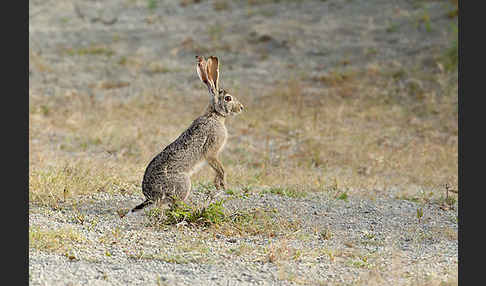 Kaphase (Lepus capensis)