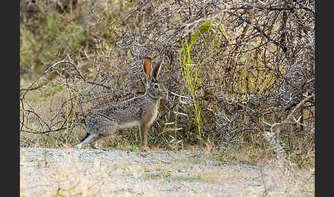 Kaphase (Lepus capensis)