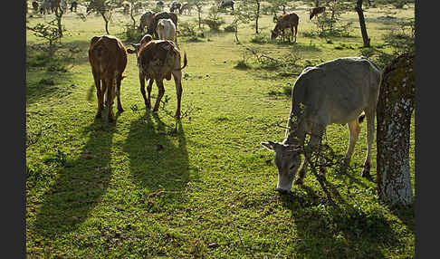 Zebu (Bos primigenius indicus)