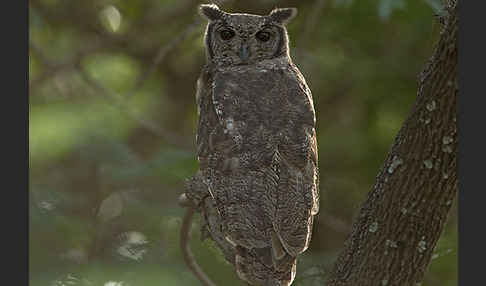 Grauuhu (Bubo cinerascens)