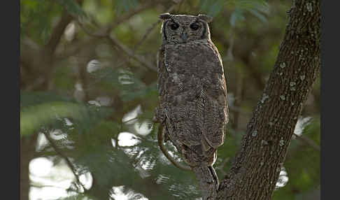 Grauuhu (Bubo cinerascens)