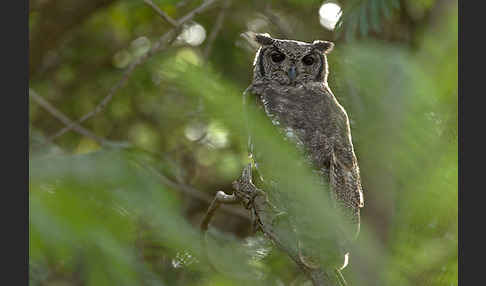 Grauuhu (Bubo cinerascens)