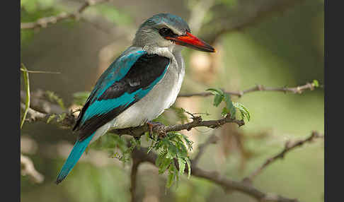 Senegalliest (Halcyon senegalensis)