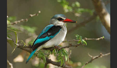 Senegalliest (Halcyon senegalensis)