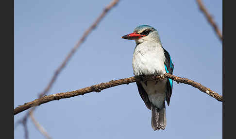 Senegalliest (Halcyon senegalensis)