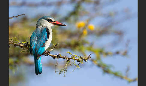 Senegalliest (Halcyon senegalensis)