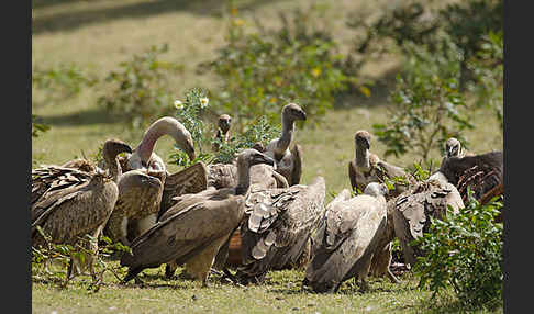 Weißrückengeier (Gyps africanus)