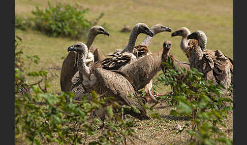 Weißrückengeier (Gyps africanus)