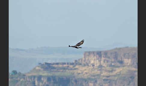 Kaffernadler (Aquila verreauxii)