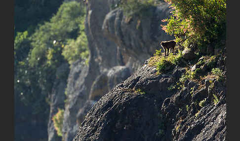 Blutbrustpavian (Theropithecus gelada)