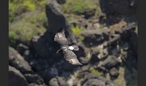 Kaffernadler (Aquila verreauxii)