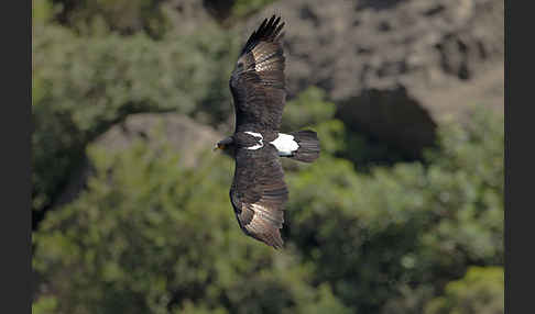 Kaffernadler (Aquila verreauxii)