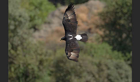 Kaffernadler (Aquila verreauxii)