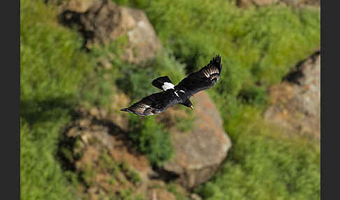 Kaffernadler (Aquila verreauxii)