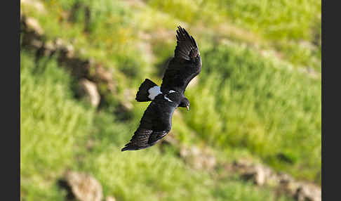 Kaffernadler (Aquila verreauxii)