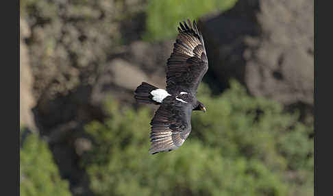 Kaffernadler (Aquila verreauxii)