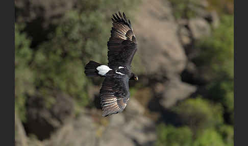 Kaffernadler (Aquila verreauxii)