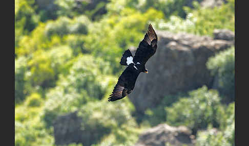 Kaffernadler (Aquila verreauxii)