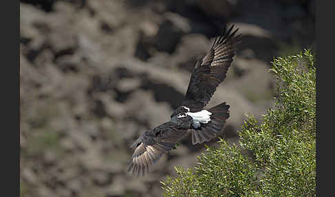 Kaffernadler (Aquila verreauxii)