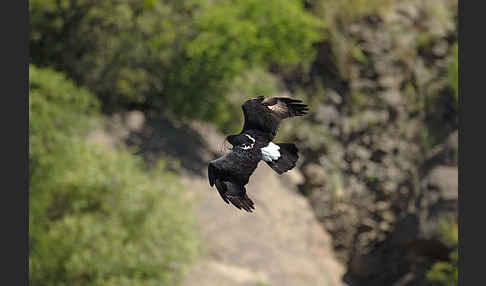 Kaffernadler (Aquila verreauxii)