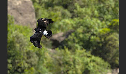 Kaffernadler (Aquila verreauxii)