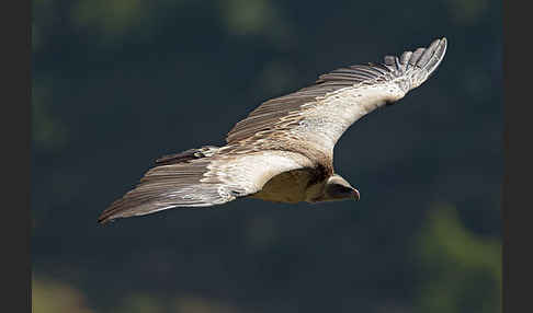 Sperbergeier sspec. (Gyps rüppellii erlangeri)