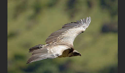 Sperbergeier sspec. (Gyps rüppellii erlangeri)