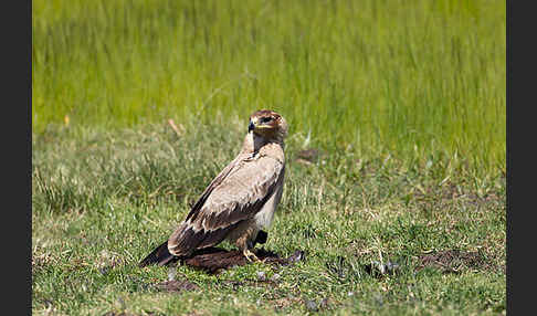 Savannenadler (Aquila rapax)