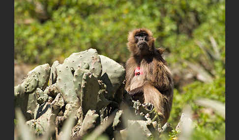 Blutbrustpavian (Theropithecus gelada)