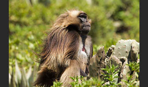 Blutbrustpavian (Theropithecus gelada)