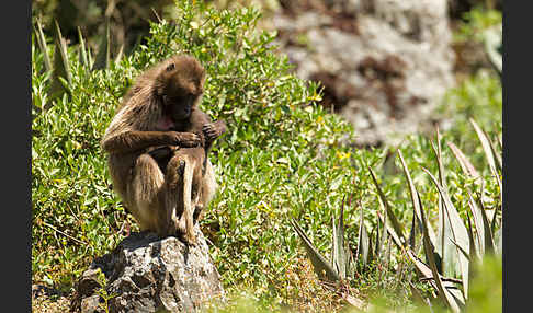 Blutbrustpavian (Theropithecus gelada)