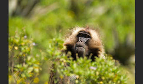 Blutbrustpavian (Theropithecus gelada)