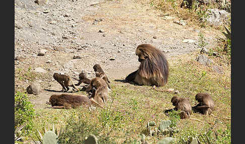 Blutbrustpavian (Theropithecus gelada)