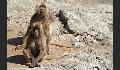 Blutbrustpavian (Theropithecus gelada)